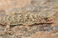 Gecko in Leh