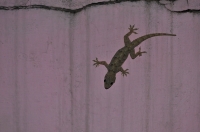 Hemidactylus sp., Jammu