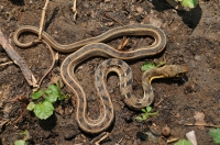Amphiesma stolatum, Amritsar
