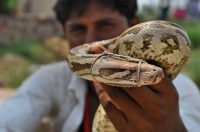 Python molurus, Agra