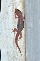 Hemidactylus brookii, Bharatpur
