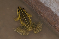 Hoplobatrachus cf. tigerinus, Bharatpur