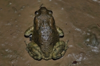 Duttaphrynus melanostictus, Bharatpur