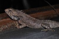 Calotes versicolor, Bharatpur