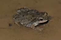 Duttaphrynus stomaticus, Bharatpur