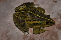 Hoplobatrachus cf. tigerinus, Bharatpur