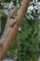 Calotes versicolor