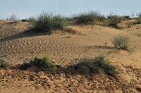 Desert, Puskhar