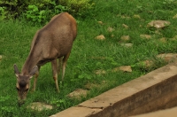 Cervus unicolor, NP Sariska