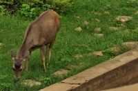 Cervus unicolor, NP Sariska