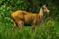 Cervus unicolor, NP Sariska