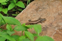 Trachylepis sp., NP Sariska