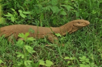 Varanus bengalensis, NP Sariska