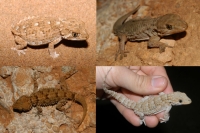 Geckos of Morocco