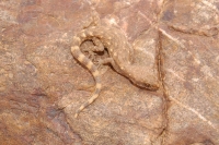 Tropicolotes tripolitanus, Bouarfa