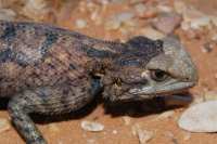 Agama impalearis, near Boudenib