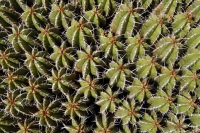 Euphorbia, NP Massa