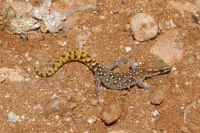 Saurodactylus brosetti, Sidi Moussa d´Aglou