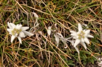 Plesnivec alpský - Leontopodium alpinum.
