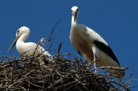 Ciconia ciconia, Kamenica nad Hronom