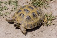 Testudo horsfieldi, Hisor