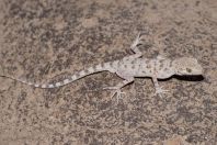 Tenuidactylus bogdanovi, Khoja Mashad, Shahrtuz
