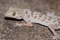 Tenuidactylus bogdanovi, Khoja Mashad, Shahrtuz
