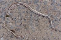 Platyceps cf. rhodorachis, Khoja Mashad, Shahrtuz

