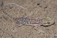 Crossobamon eversmanni, Teshiktosh
