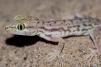 Crossobamon eversmanni, Teshiktosh
