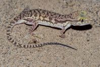 Crossobamon eversmanni, Teshiktosh
