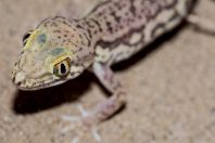 Crossobamon eversmanni, Teshiktosh
