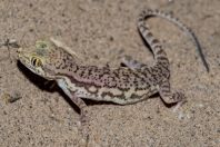 Crossobamon eversmanni, Teshiktosh
