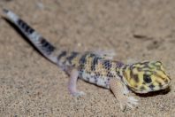 Teratoscincus scincus, Teshiktosh