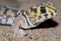 Teratoscincus scincus, Teshiktosh