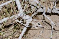 Meriones meridianus, Teshiktosh