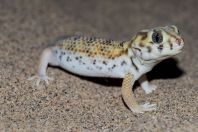 Teratoscincus scincus, Teshiktosh