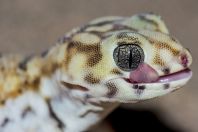 Teratoscincus scincus, Teshiktosh