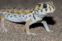 Teratoscincus scincus, Teshiktosh