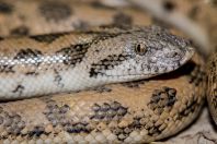 Eryx cf. miliaris, Teshiktosh