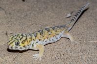 Teratoscincus scincus, Teshiktosh
