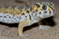 Teratoscincus scincus, Teshiktosh