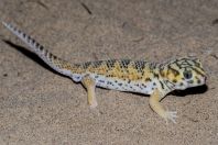 Teratoscincus scincus, Teshiktosh