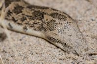 Eryx cf. miliaris, Teshiktosh