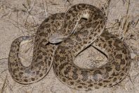 Eryx cf. miliaris, Teshiktosh