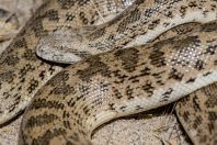 Eryx cf. miliaris, Teshiktosh