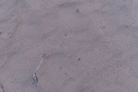 Echis carinatus, stopy v písku, Teshiktosh
