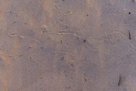 Echis carinatus, traces on the sand, Teshiktosh
