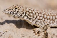 Eremias grammica, Teshiktosh
