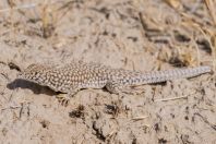 Eremias grammica, Teshiktosh